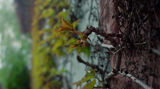 美丽的自然树皮纹理在户外春天的森林视频的预览图