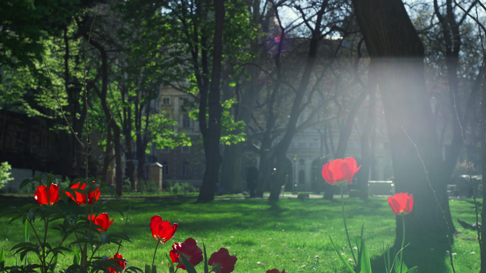在阳光明媚自然平静的草坪上盛开的郁金香视频的预览图