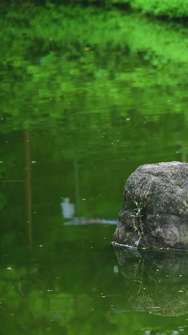 池子里的石头视频的预览图