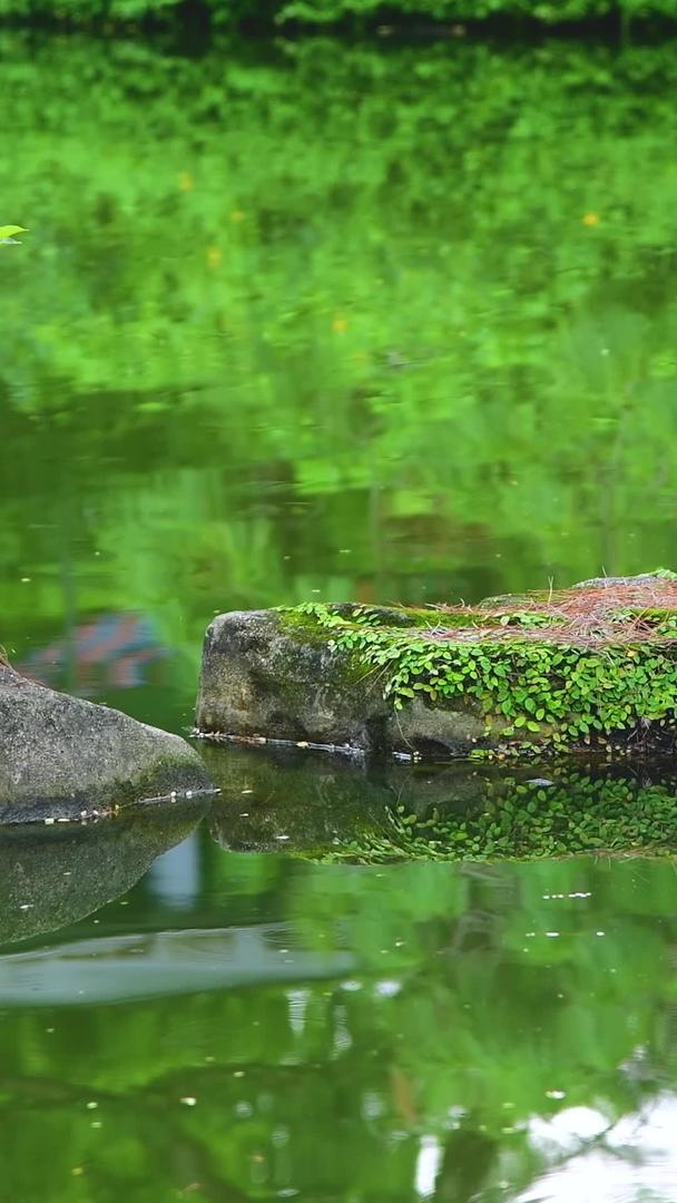 池子里的石头视频的预览图