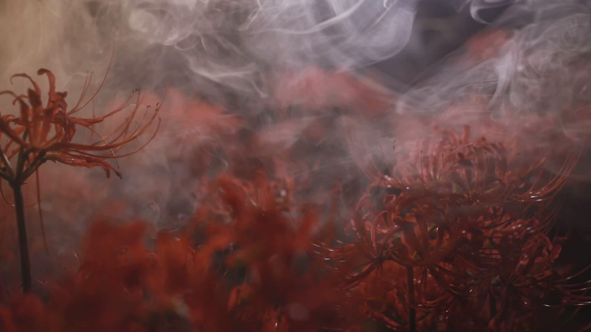 花与烟雾视频的预览图