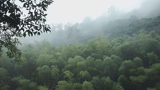 山林里的落雨视频的预览图