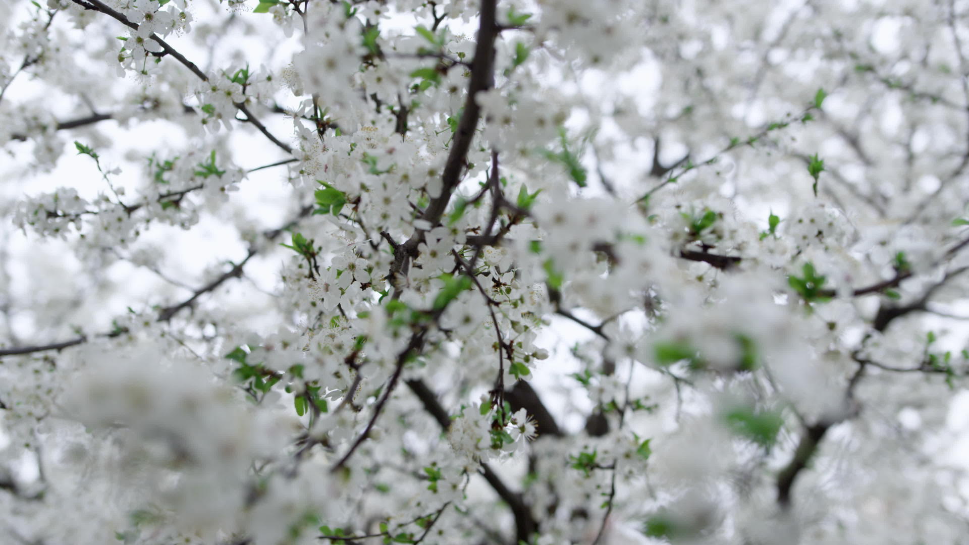 美丽的樱桃树在低处摇曳白色的树枝在低处摇曳视频的预览图