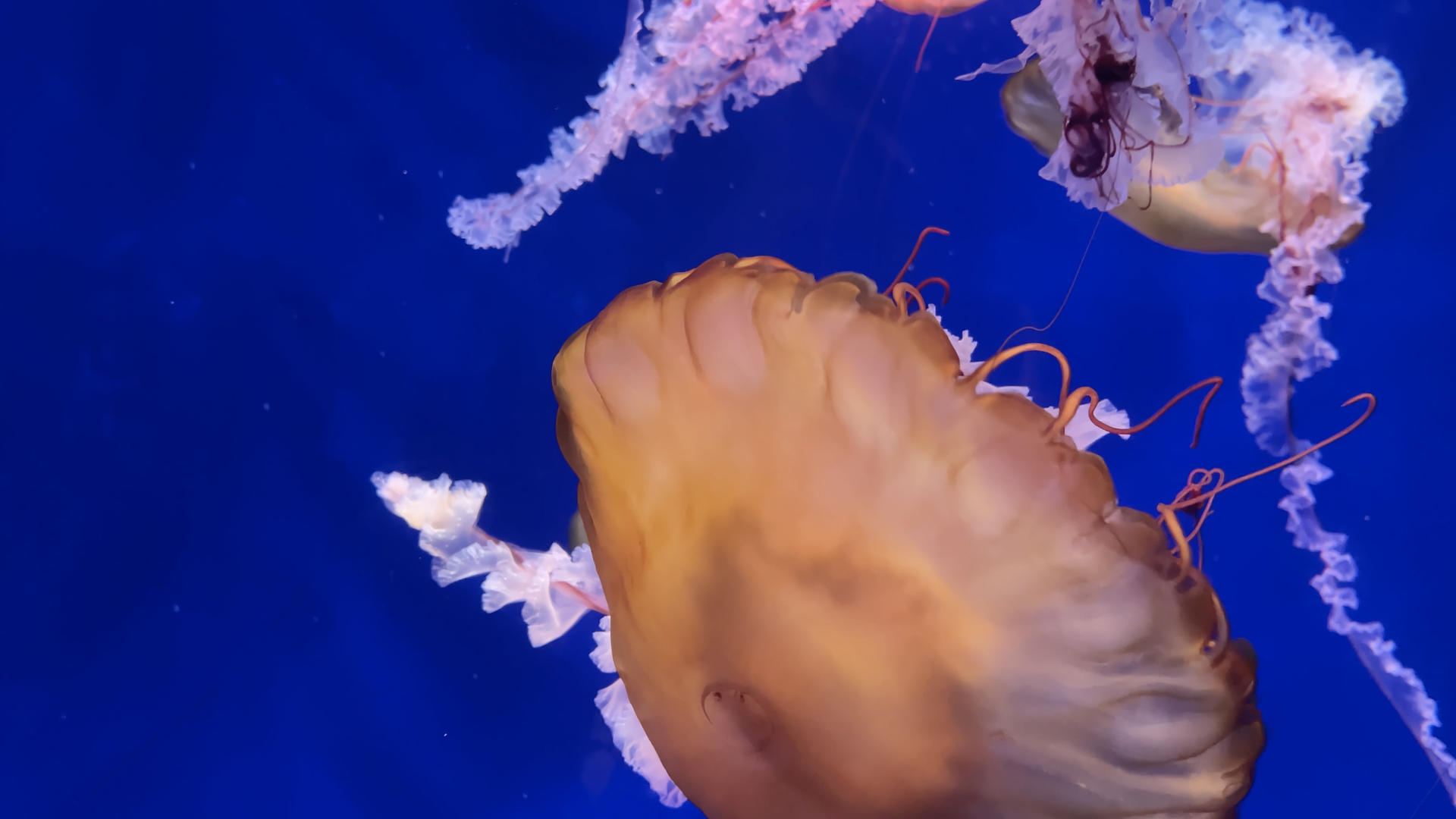 4k实拍水族馆里游动的水母视频的预览图