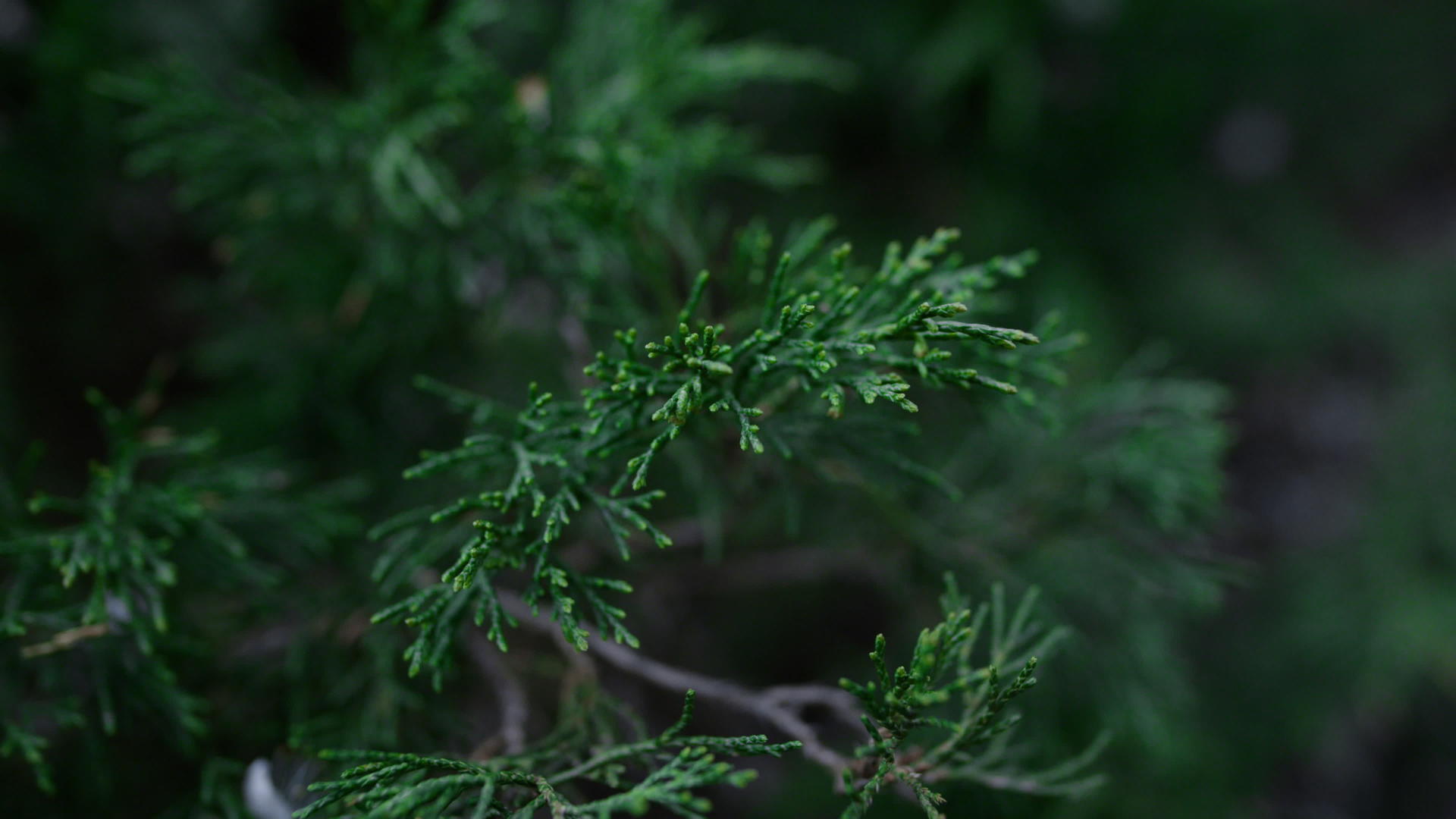 绿色侧柏枝摆动风装饰针叶植物视频的预览图