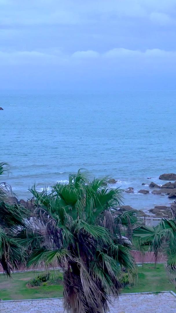 实拍夏天海边大风吹棕榈树树视频的预览图