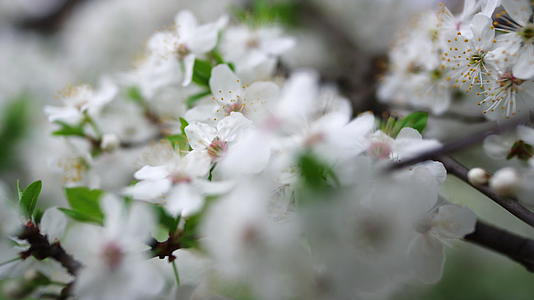 樱花树在春天盛开视频的预览图