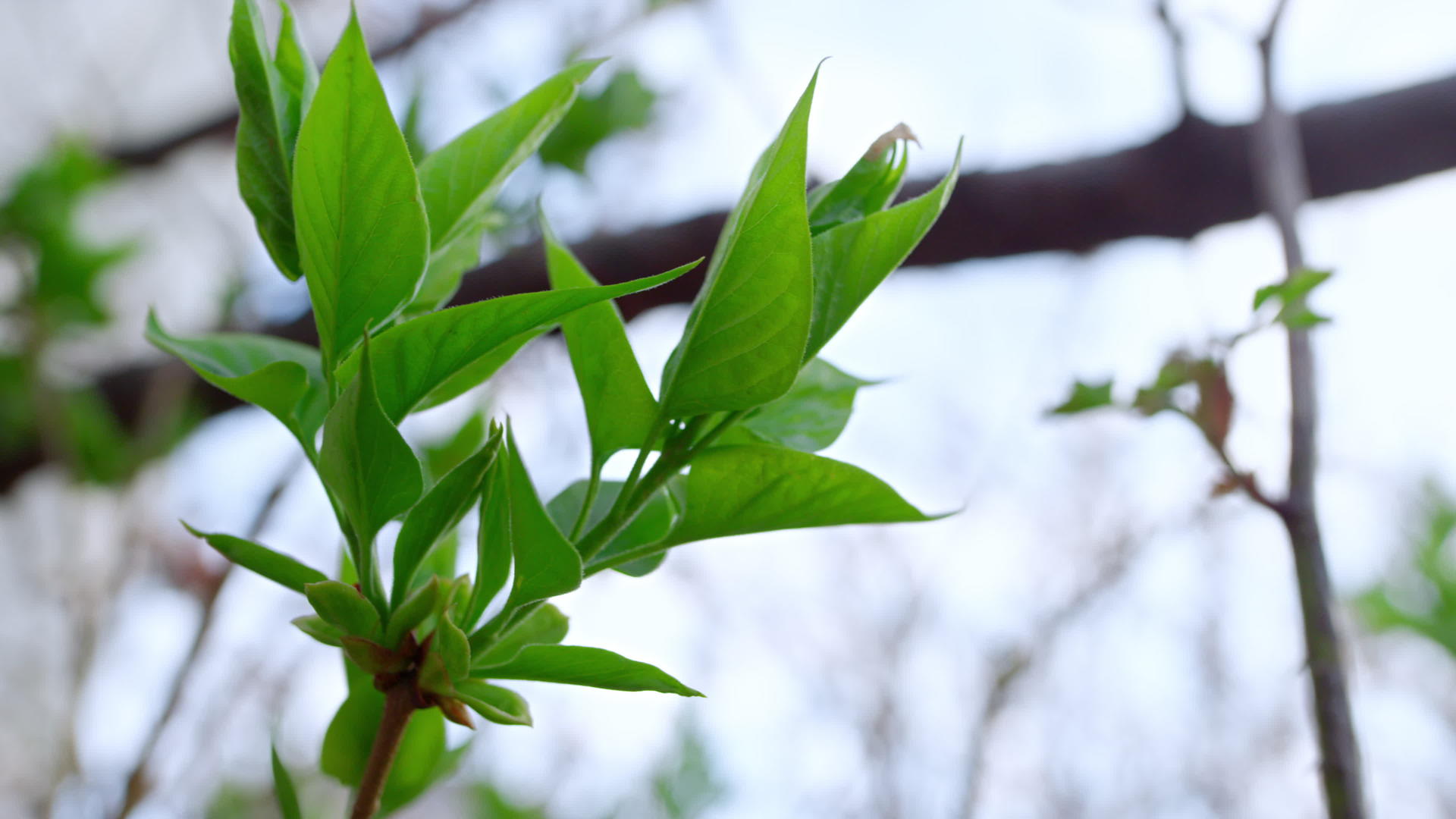 春天的绿树枝随风摇曳风景优美视频的预览图