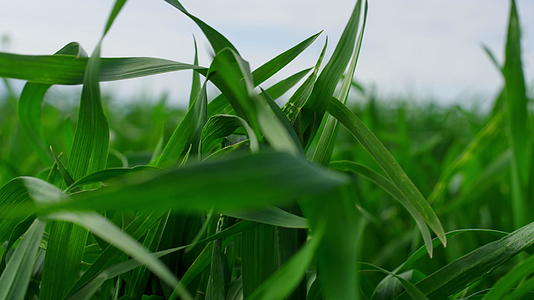 在自然农田的背景中草在风中摇曳视频的预览图