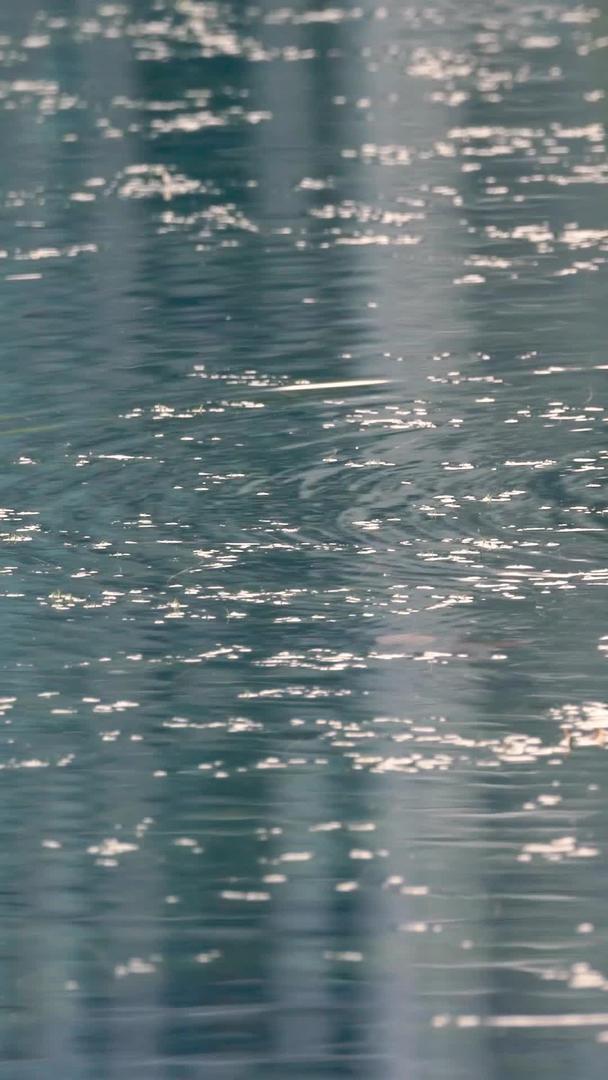 湖中欢快的鸳鸯戏水视频的预览图
