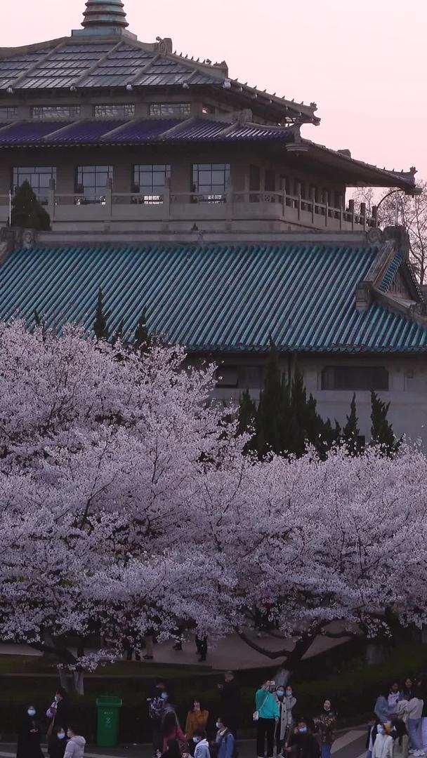 春季樱花季武汉大学赏花的人群素材视频的预览图