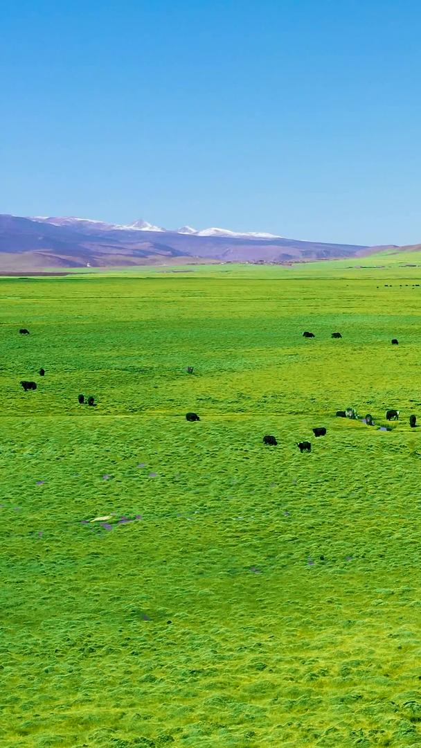 春季西藏高原绿色草原航拍素材视频的预览图