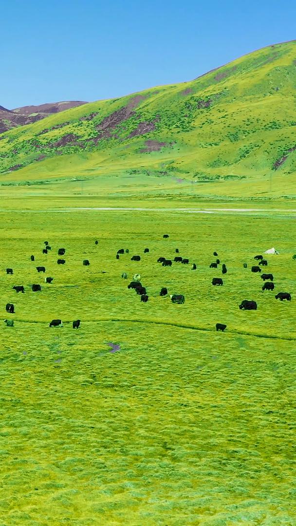 春季西藏高原绿色草原航拍素材视频的预览图