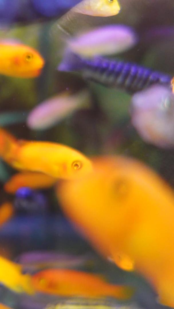 在鱼缸里观赏金鱼宠物素材视频的预览图
