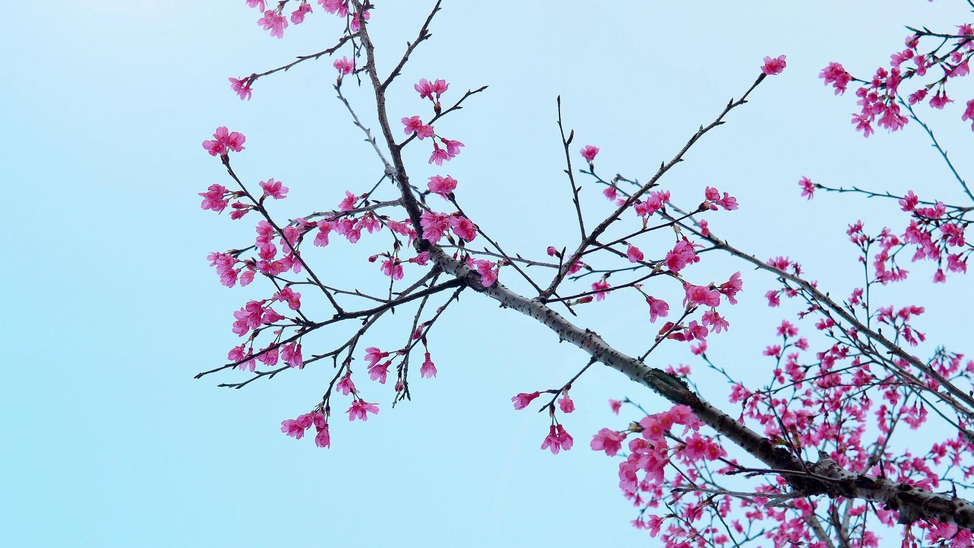 蓝天广州樱桃花樱花视频的预览图