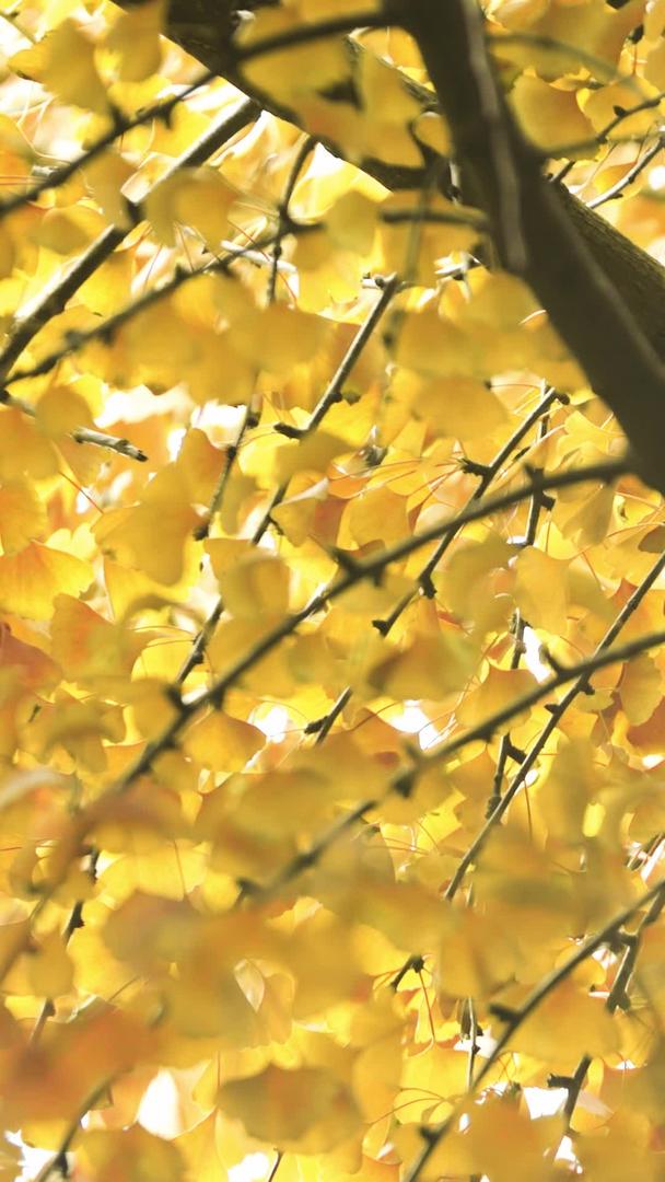 秋季金黄的银杏树上的松鼠视频的预览图