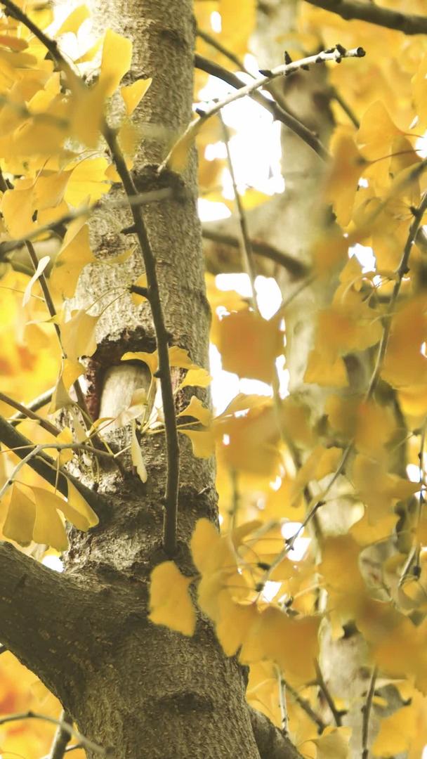 秋季金黄的银杏树上的松鼠视频的预览图