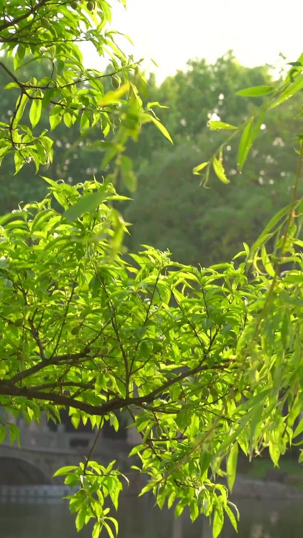 飘扬的柳树视频的预览图