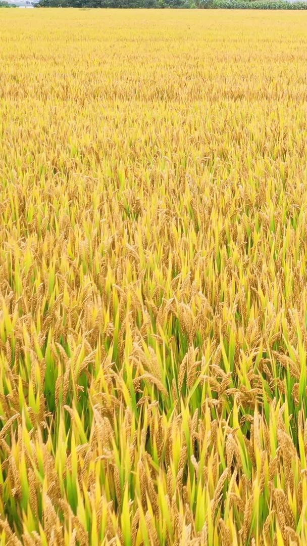 航拍秋收稻田金黄的水稻视频素材视频的预览图