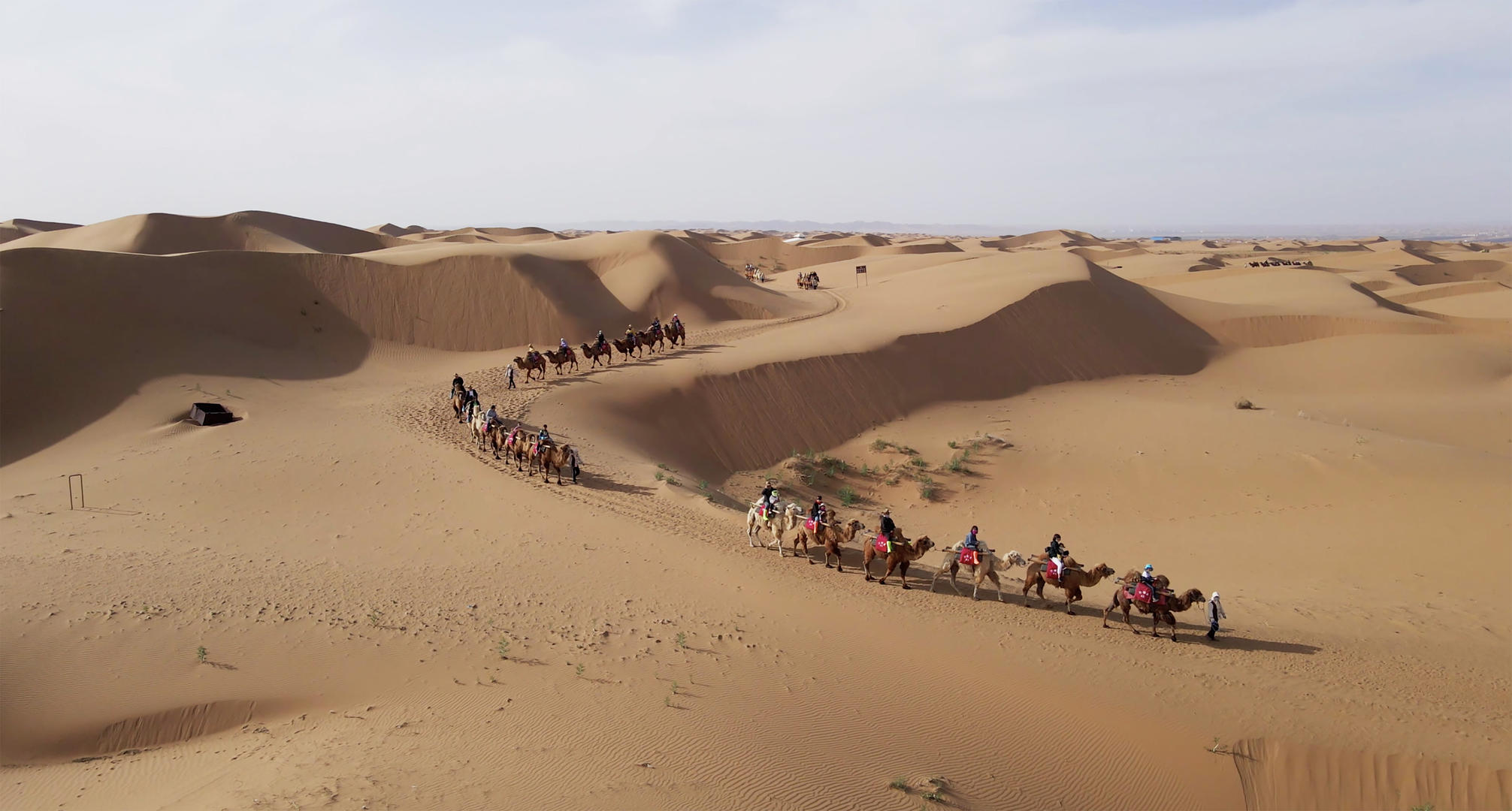 4k实拍宁夏沙坡头沙漠骆驼队视频的预览图