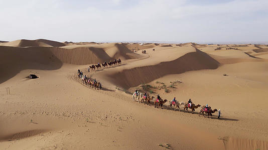 4k实拍宁夏沙坡头沙漠骆驼队