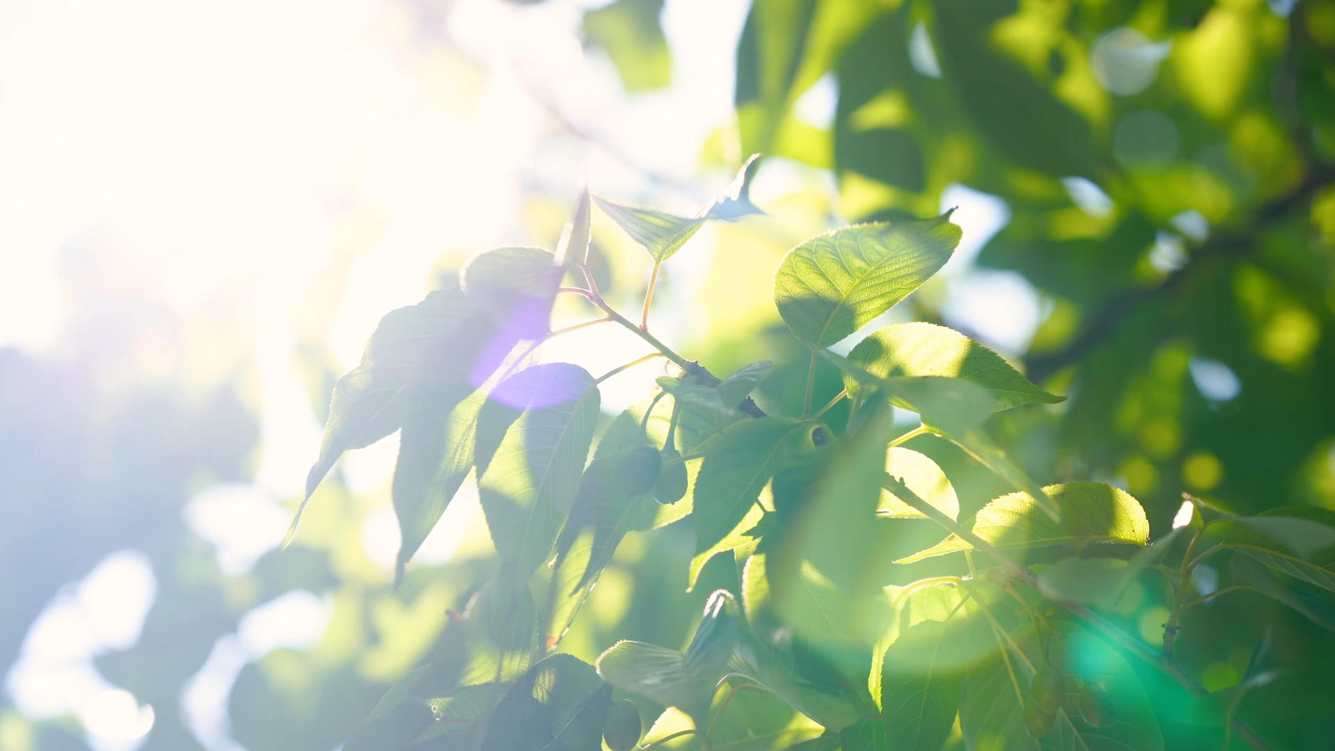 4k实拍夏日阳光照射树叶意境空镜头视频的预览图