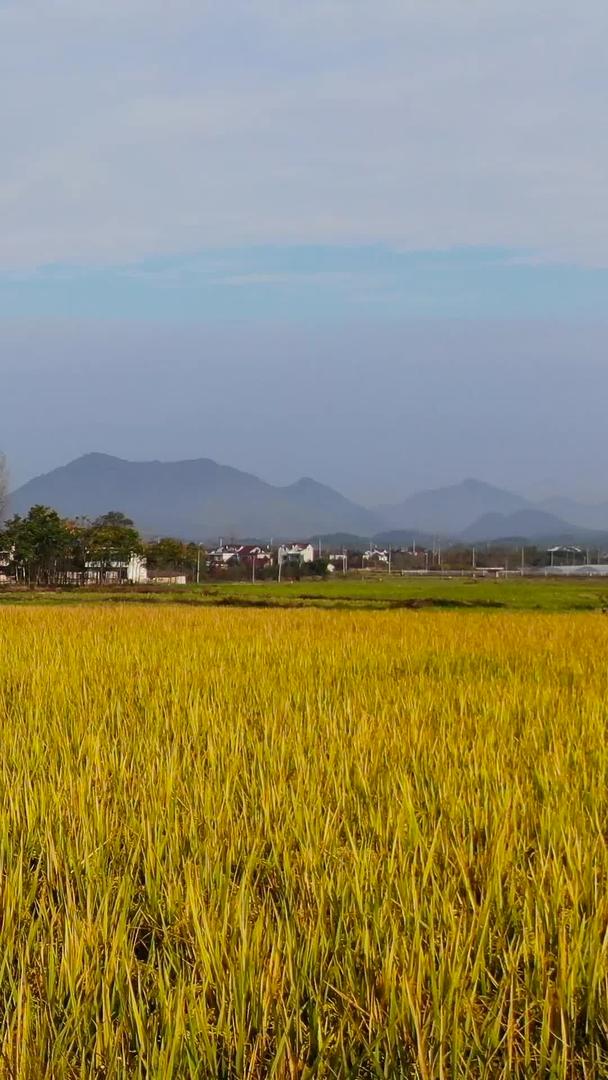 安徽皖南乡村金色晚稻田航拍视频视频的预览图