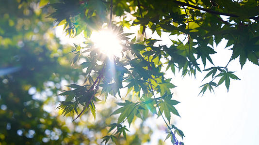 4k实拍唯美初夏阳光透过树叶风光视频的预览图