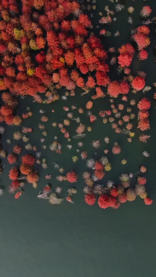 航拍安徽宁国红衫林旅游景区视频视频的预览图