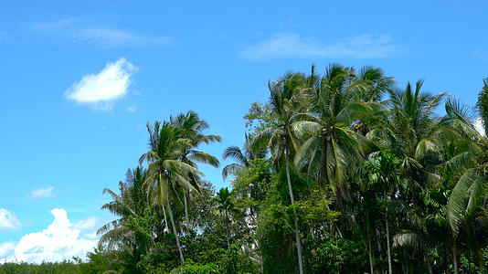 热带海岛椰林延时合集4K视频的预览图