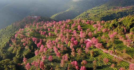 云南普洱无量山樱花粉色航拍视频的预览图