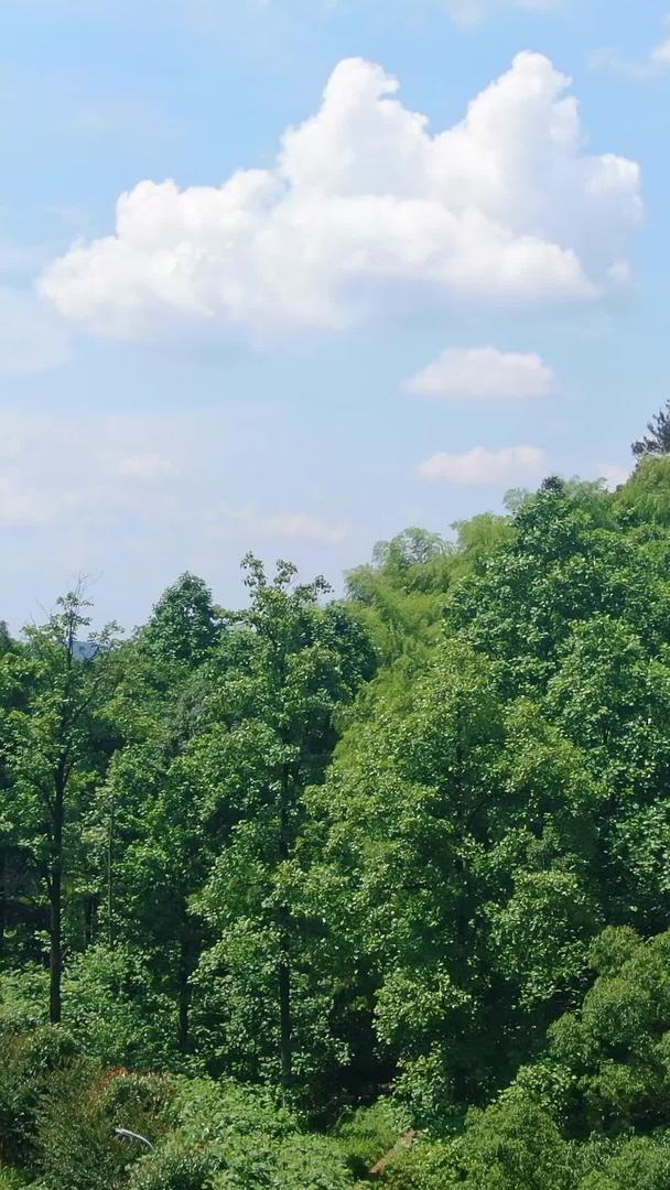 航空无人机通过森林升级视频的预览图