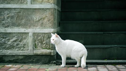 4k实拍街头可爱的白猫视频的预览图