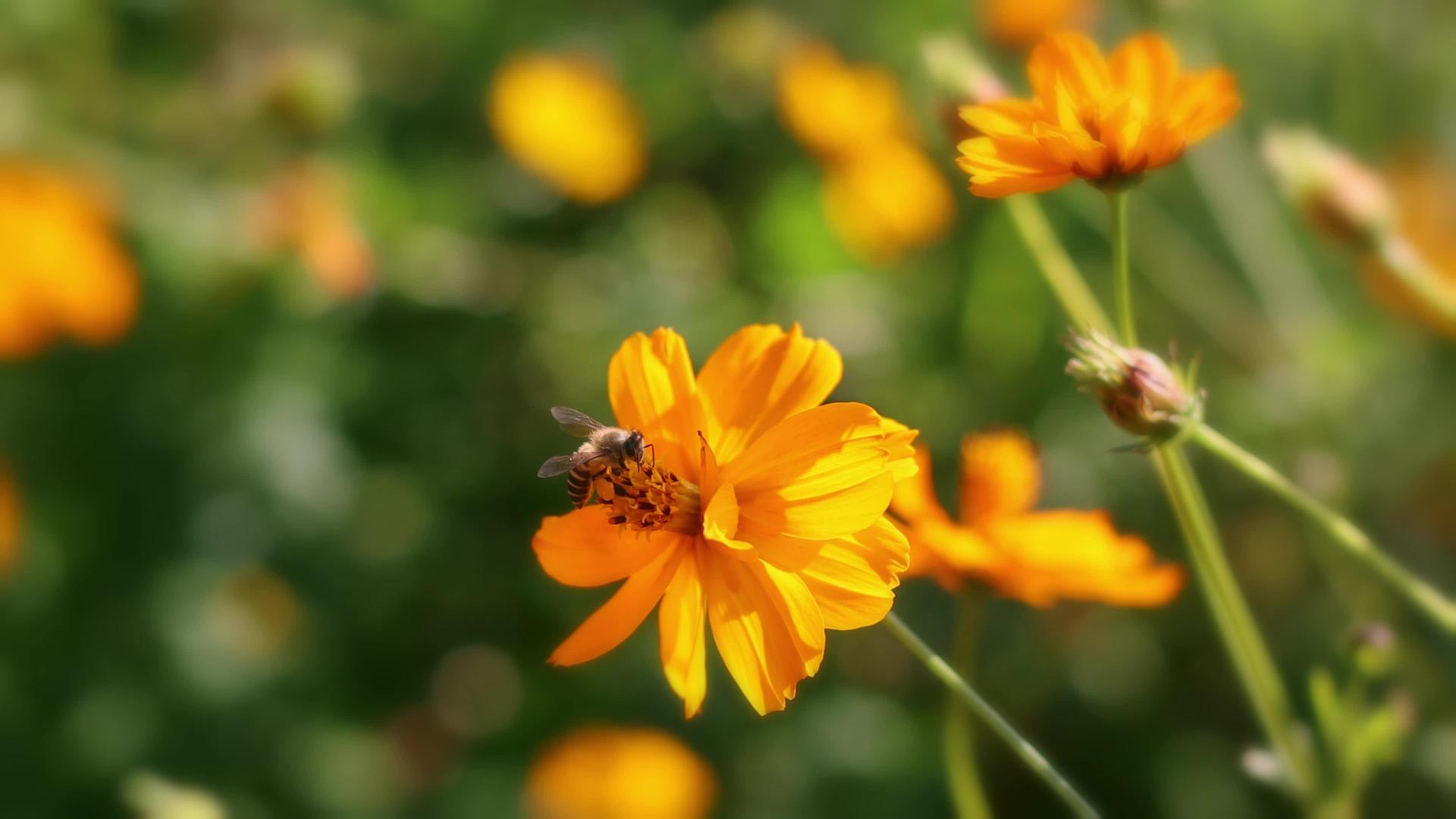 春花上的蜜蜂4K实拍视频视频的预览图