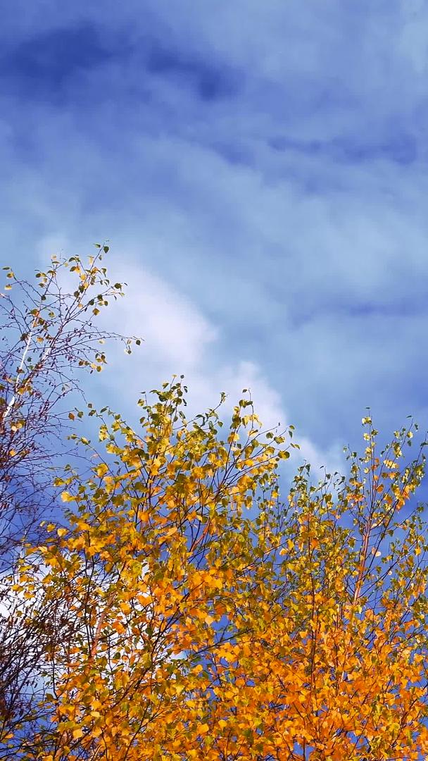 黄叶特写在蓝天下秋天视频的预览图