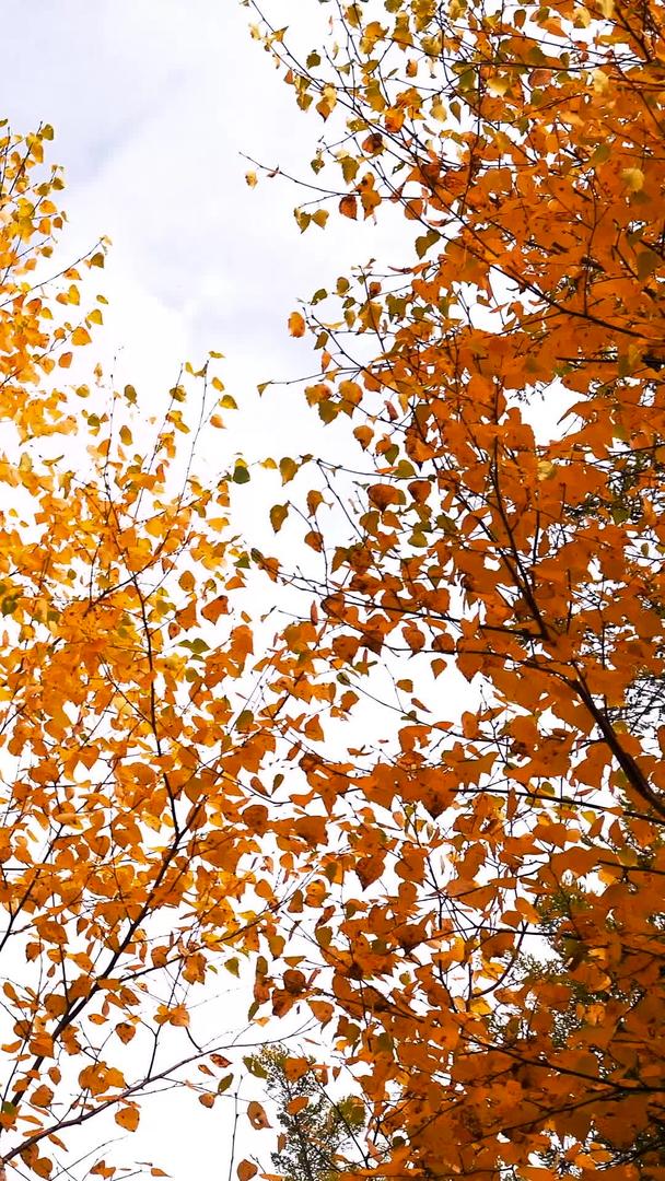 黄叶特写在蓝天下秋天视频的预览图
