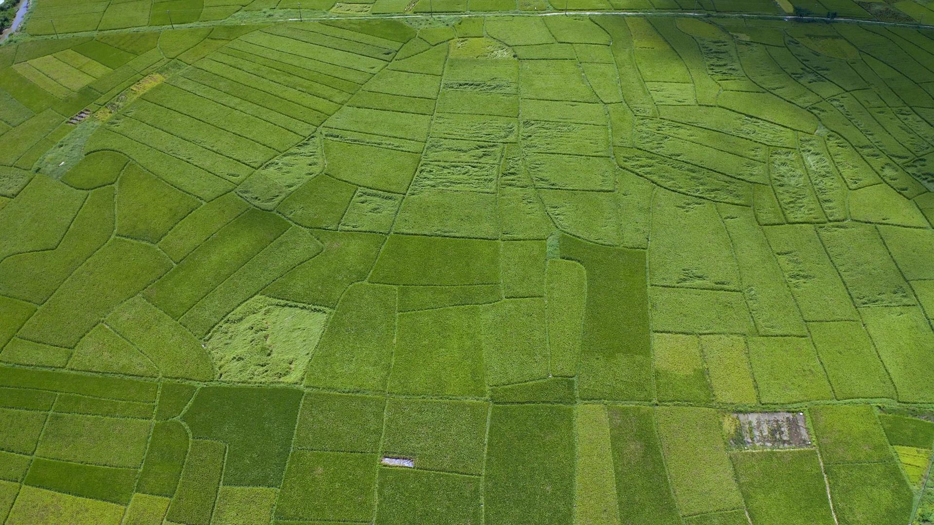 4K航拍水稻公园稻田视频素材视频的预览图