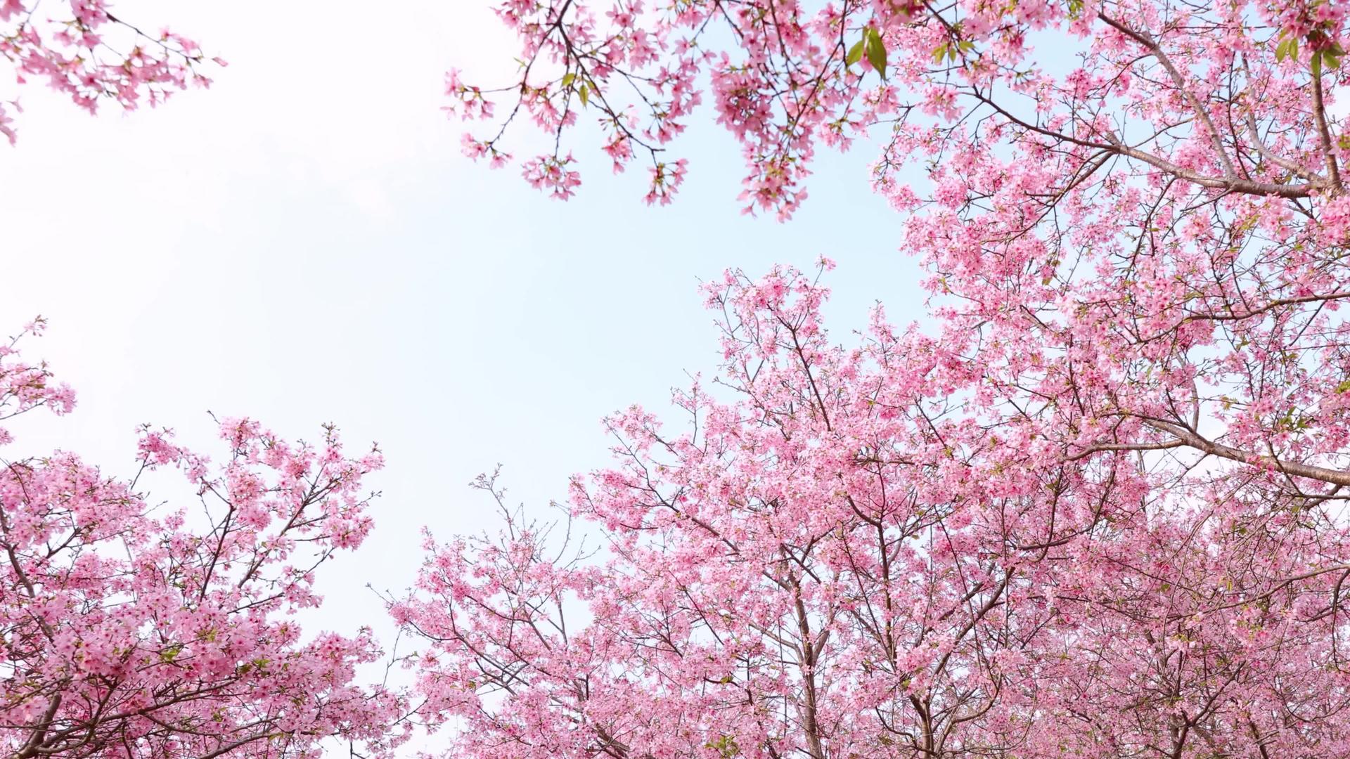 春季粉色浪漫樱花4K实拍视频视频的预览图