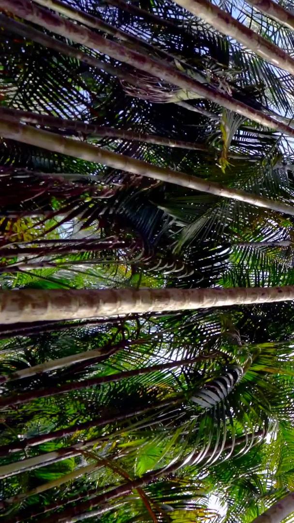 实拍深圳自然生态树林视频的预览图
