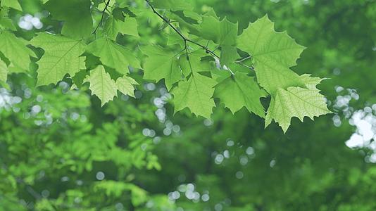 夏日美丽的绿叶意境空镜4k视频的预览图