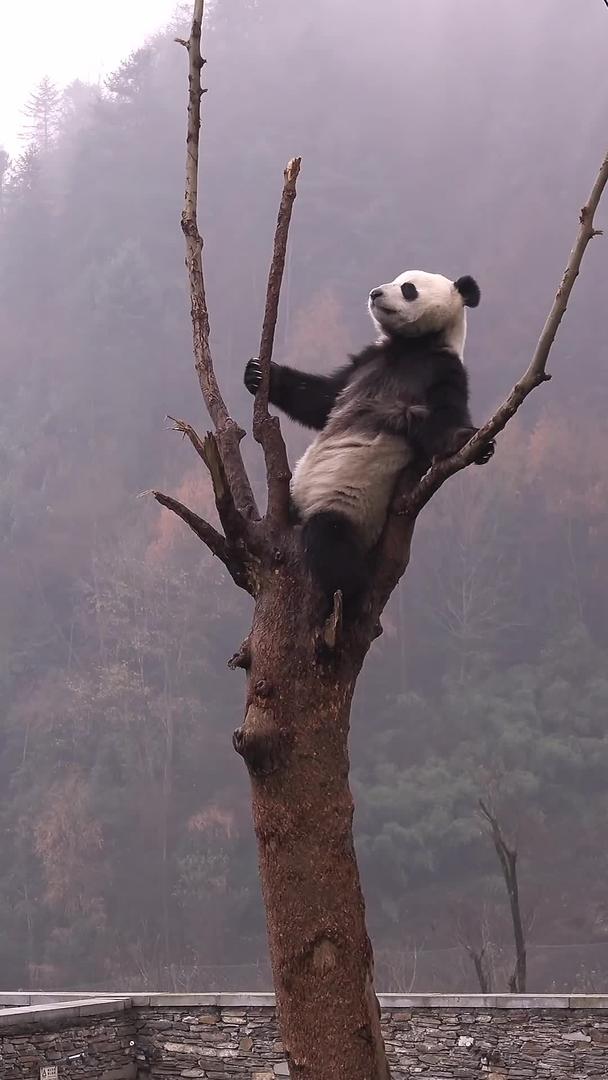 熊猫视频的预览图