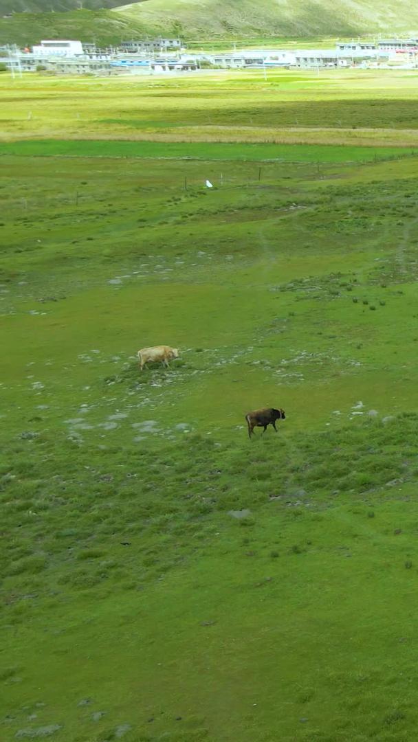 牦牛群吃草的航拍视频的预览图