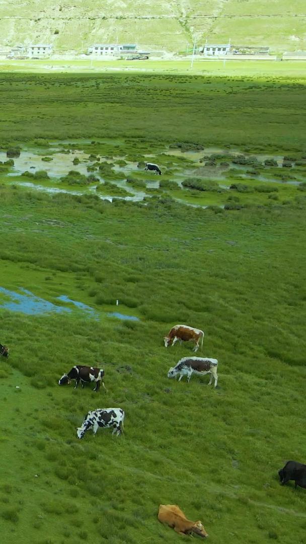 牦牛群吃草的航拍视频的预览图