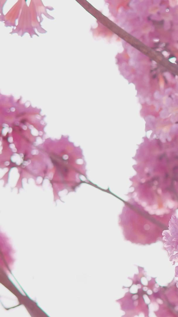 春天逆光紫花风铃花视频的预览图