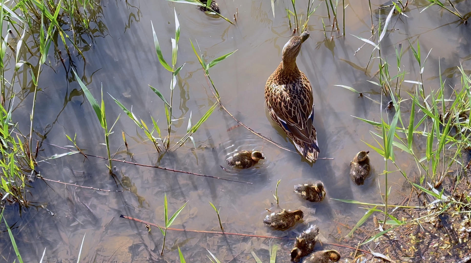 4K实拍野鸭的母亲与孩子们视频的预览图
