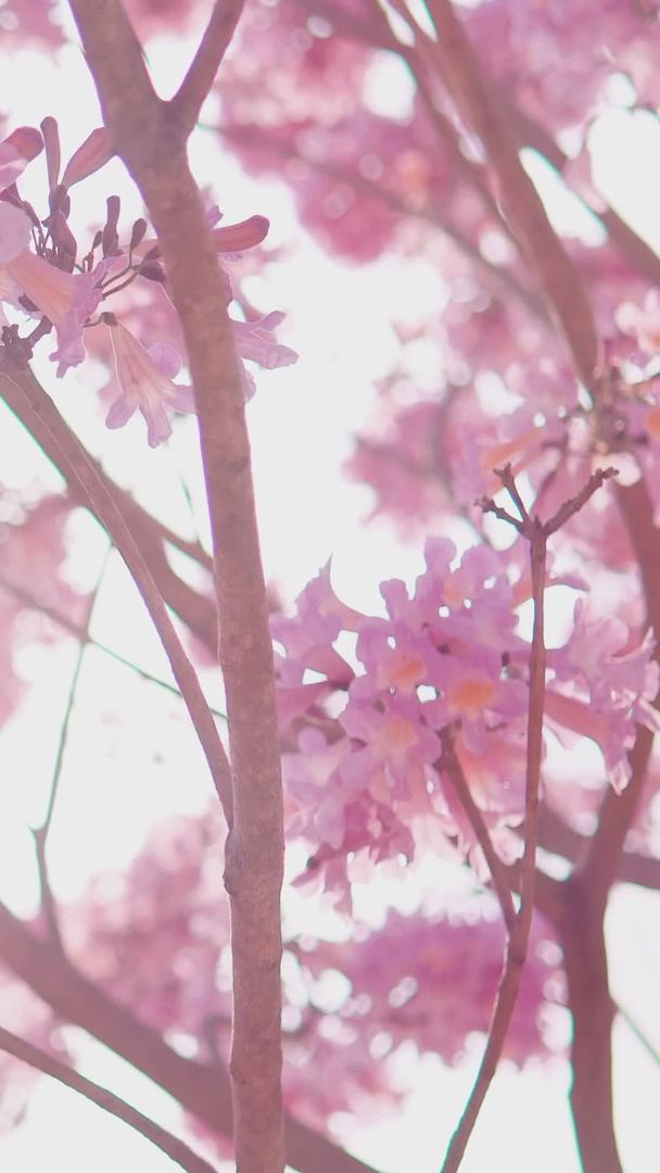 春天逆光紫花风铃花视频的预览图