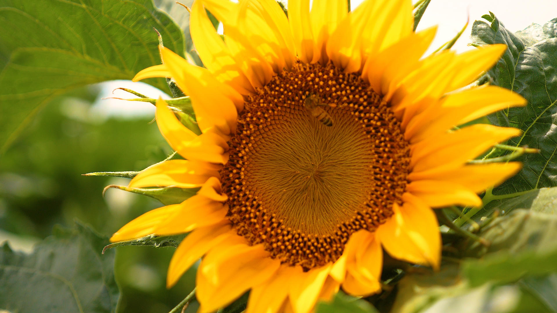 4K蜜蜂与向日葵视频的预览图