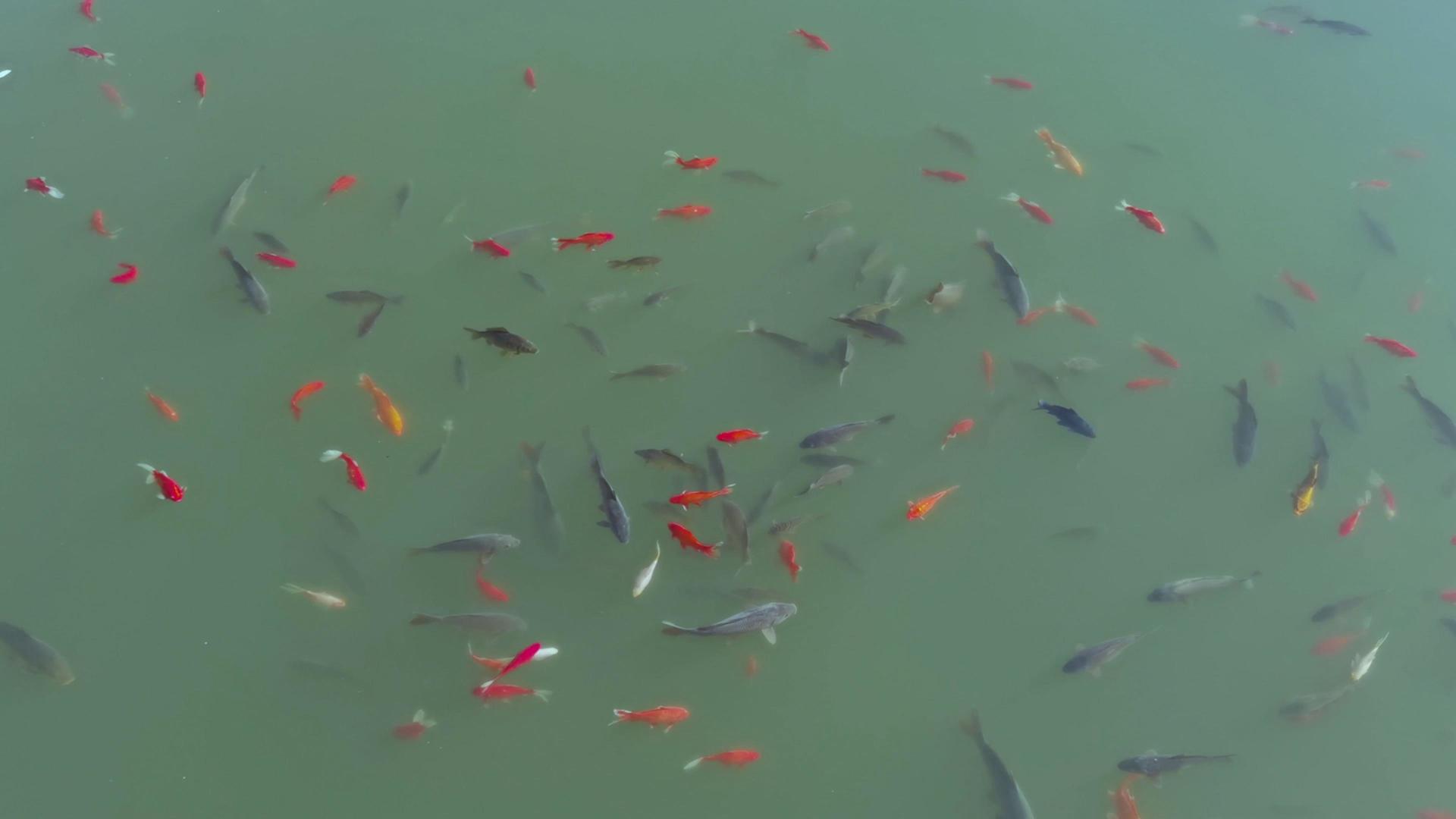 碧波池塘中欢快游水的鱼群视频的预览图