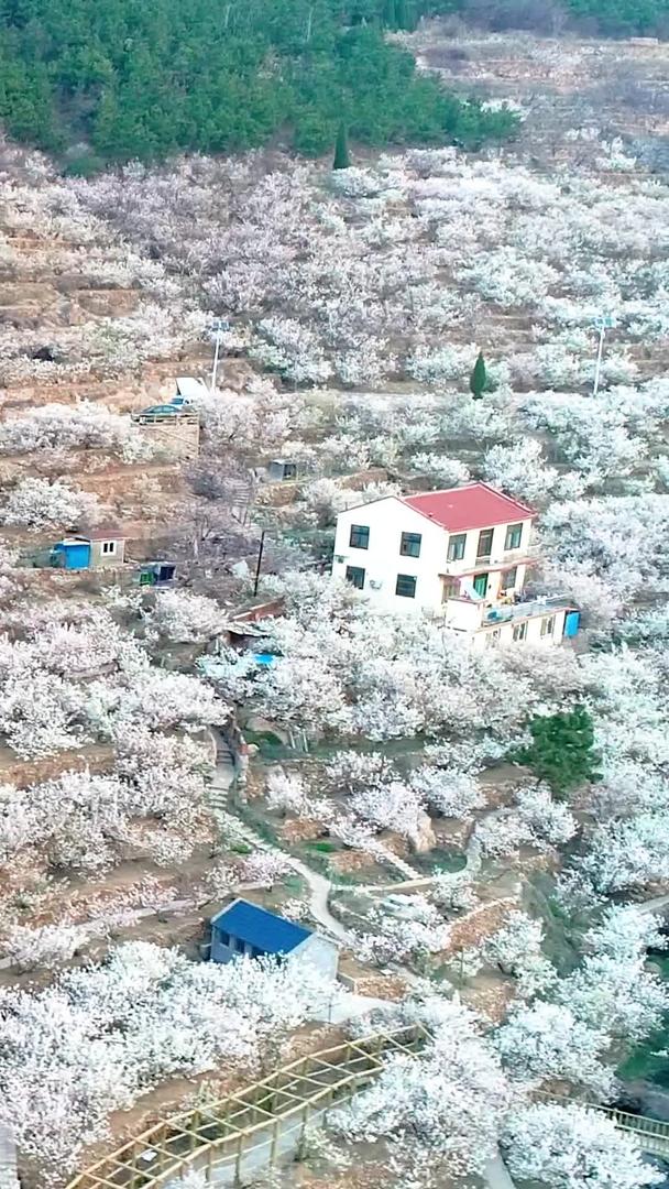 航拍樱桃花海青岛崂山美丽乡村满山鲜花盛开视频的预览图