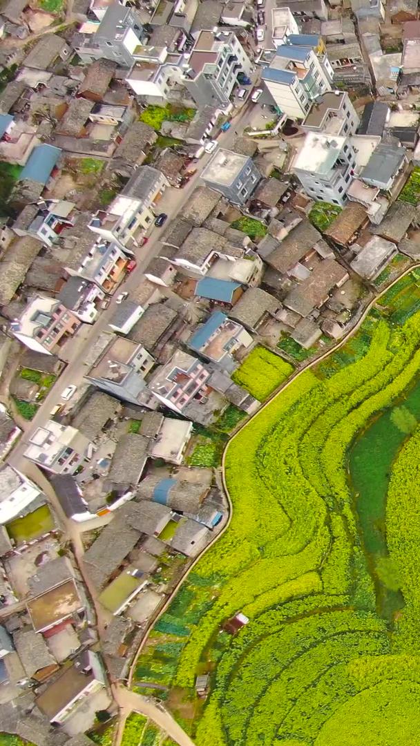 航拍俯拍油菜花海田园风景视频视频的预览图
